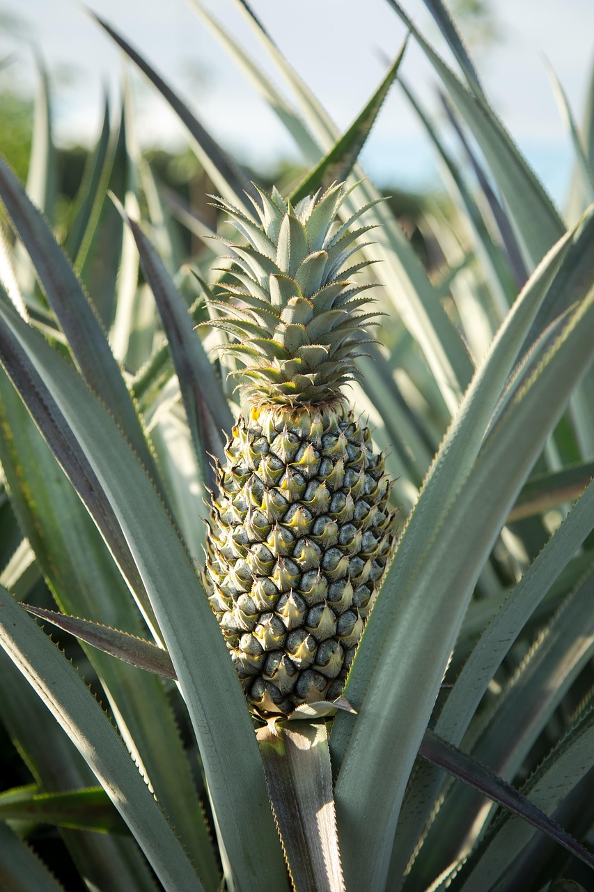 pineapple harvest farm