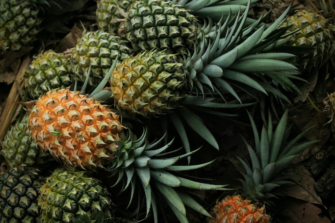 pineapple fields landscape farm